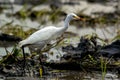 TheÃÂ cattle egretÃÂ - Bubulcus ibis